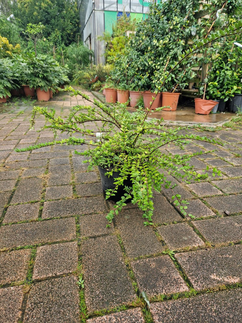 Chèvrefeuille arbustif (Lonicera Nitida) - Image 6