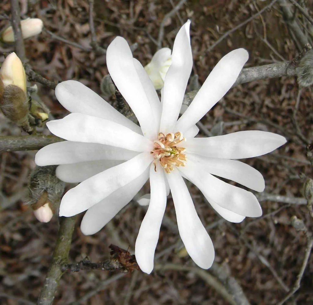 Magnolia à fleurs blanches étoilées en Touffe (Magnolia Stellata) - Image 6