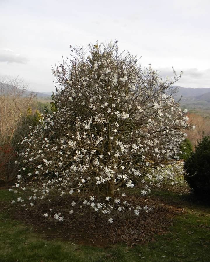 Magnolia à fleurs blanches étoilées en Touffe (Magnolia Stellata) - Image 3