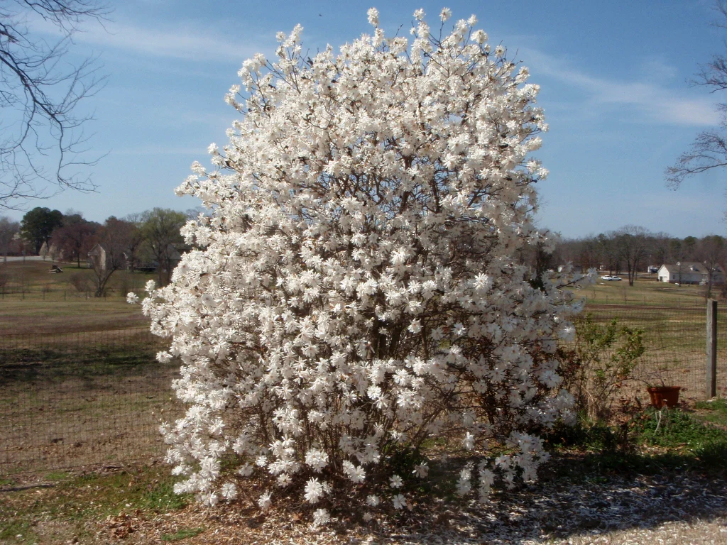 Magnolia à fleurs blanches étoilées en Touffe (Magnolia Stellata) - Image 5