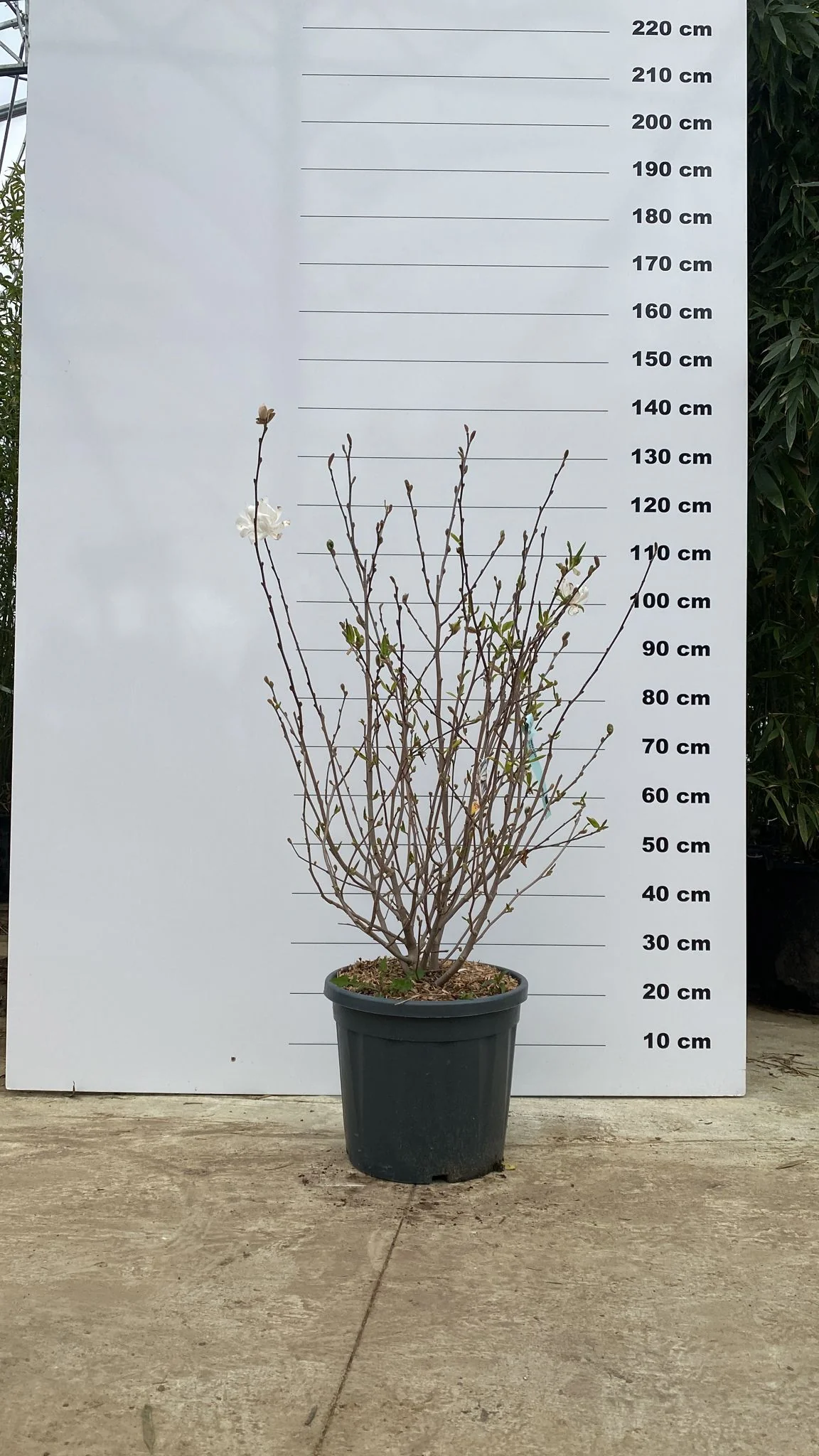 Magnolia à fleurs blanches étoilées en Touffe (Magnolia Stellata) - Image 7