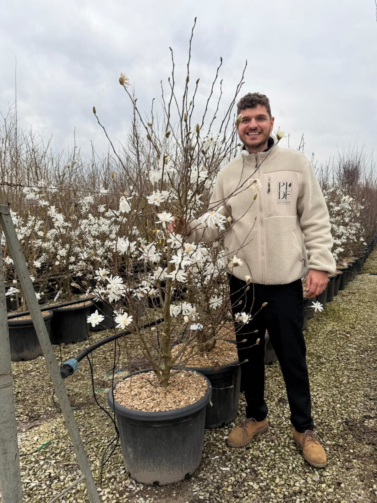Magnolia à fleurs blanches étoilées en Touffe (Magnolia Stellata) - Image 8
