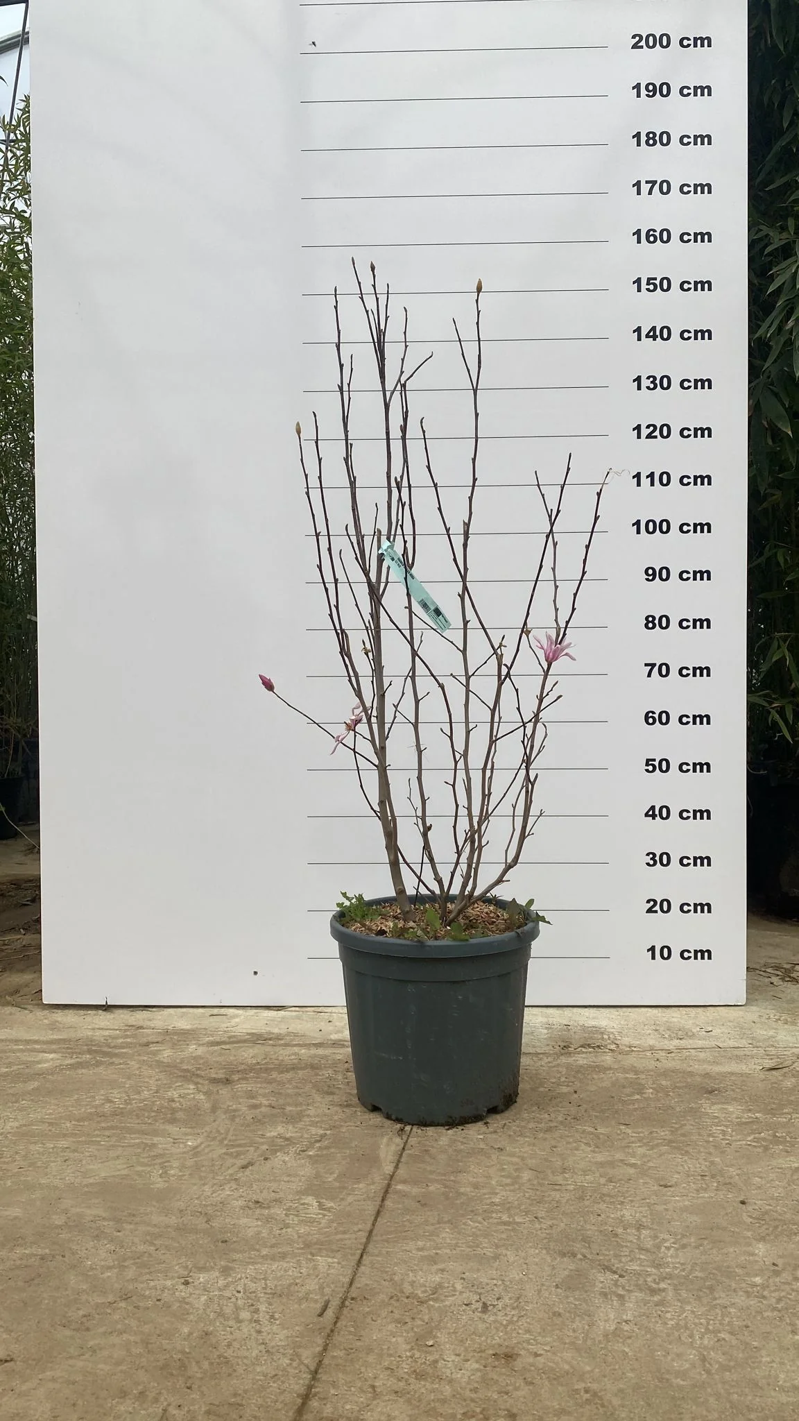 Magnolia à fleurs roses étoilées (Loebneri Leonard Messel) - Image 4