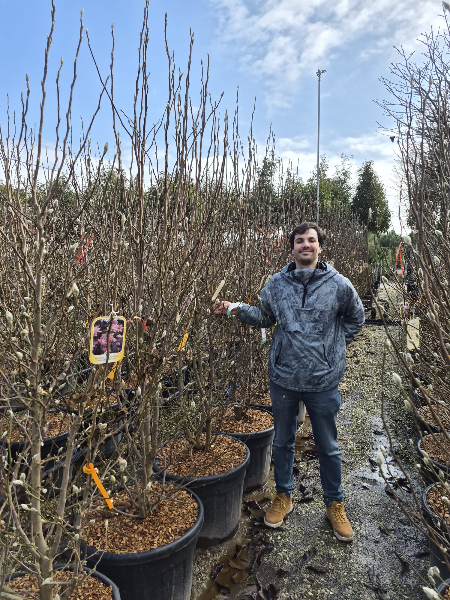 Magnolia à fleurs roses étoilées (Loebneri Leonard Messel) - Image 5