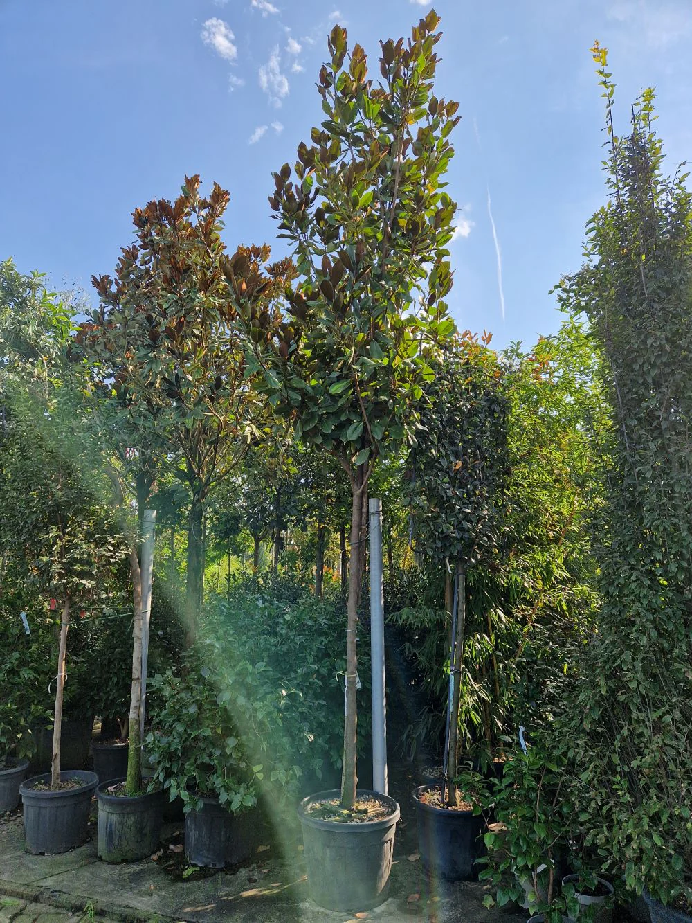 Magnolia Grandiflora en touffe - Image 10