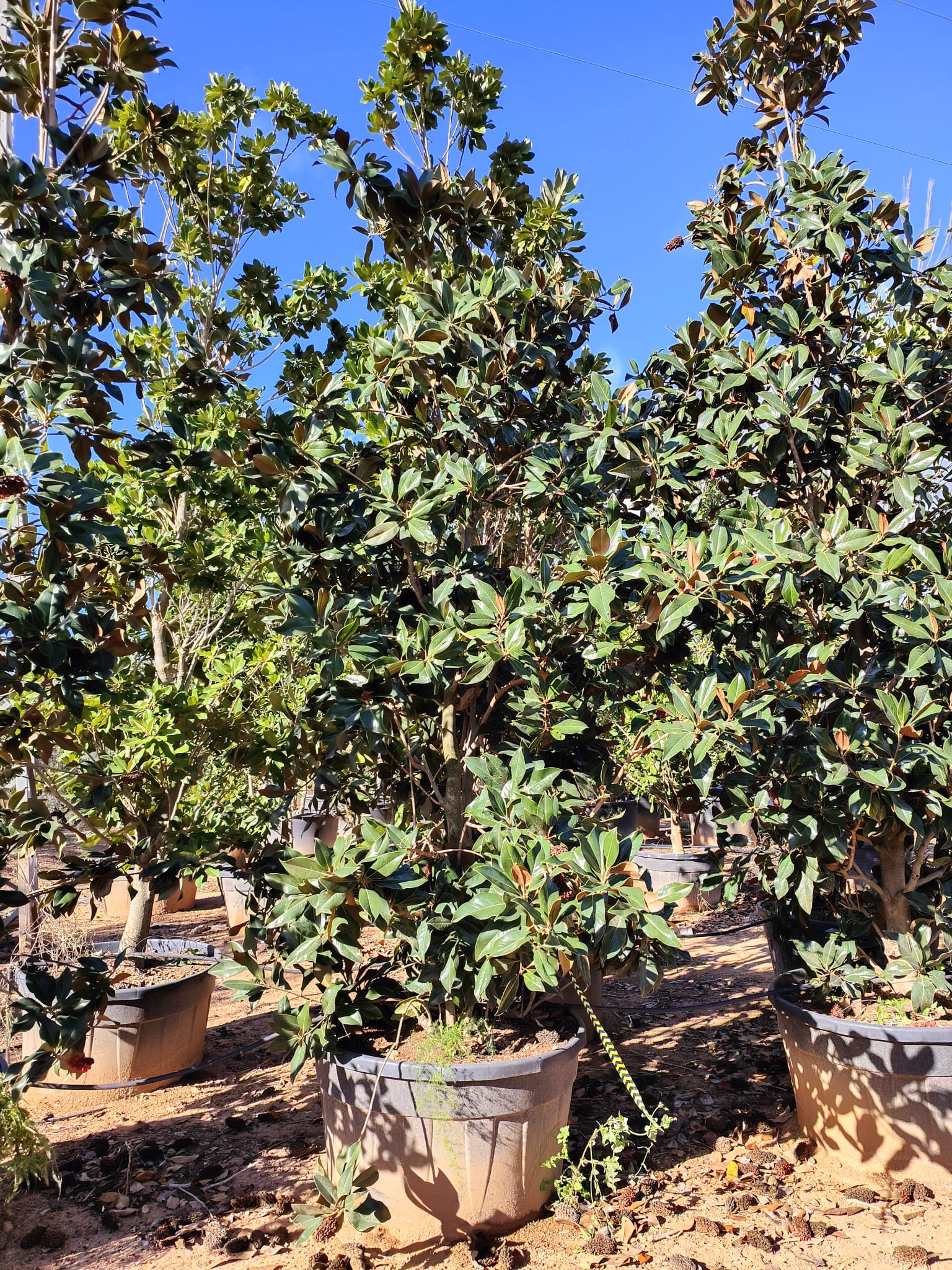 Magnolia Grandiflora en touffe - Image 11