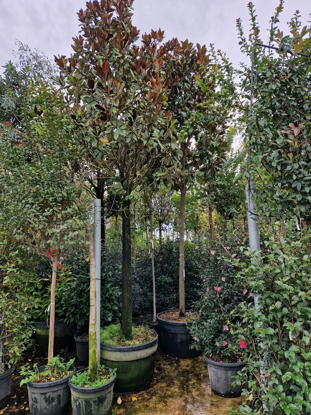 Magnolia Grandiflora en touffe - Image 12