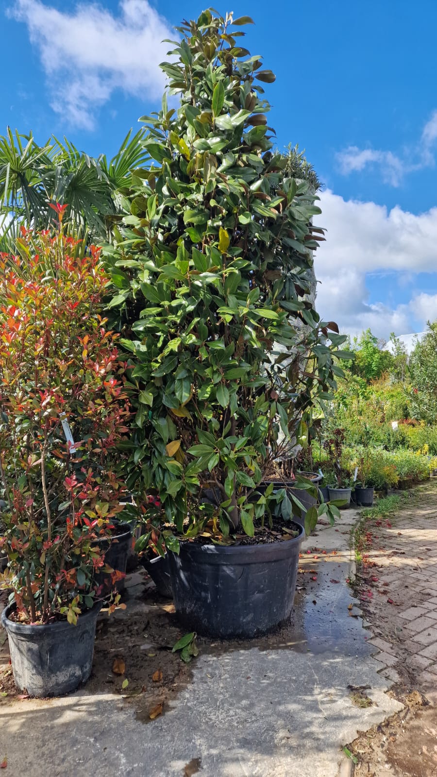 Magnolia Grandiflora en touffe - Image 13