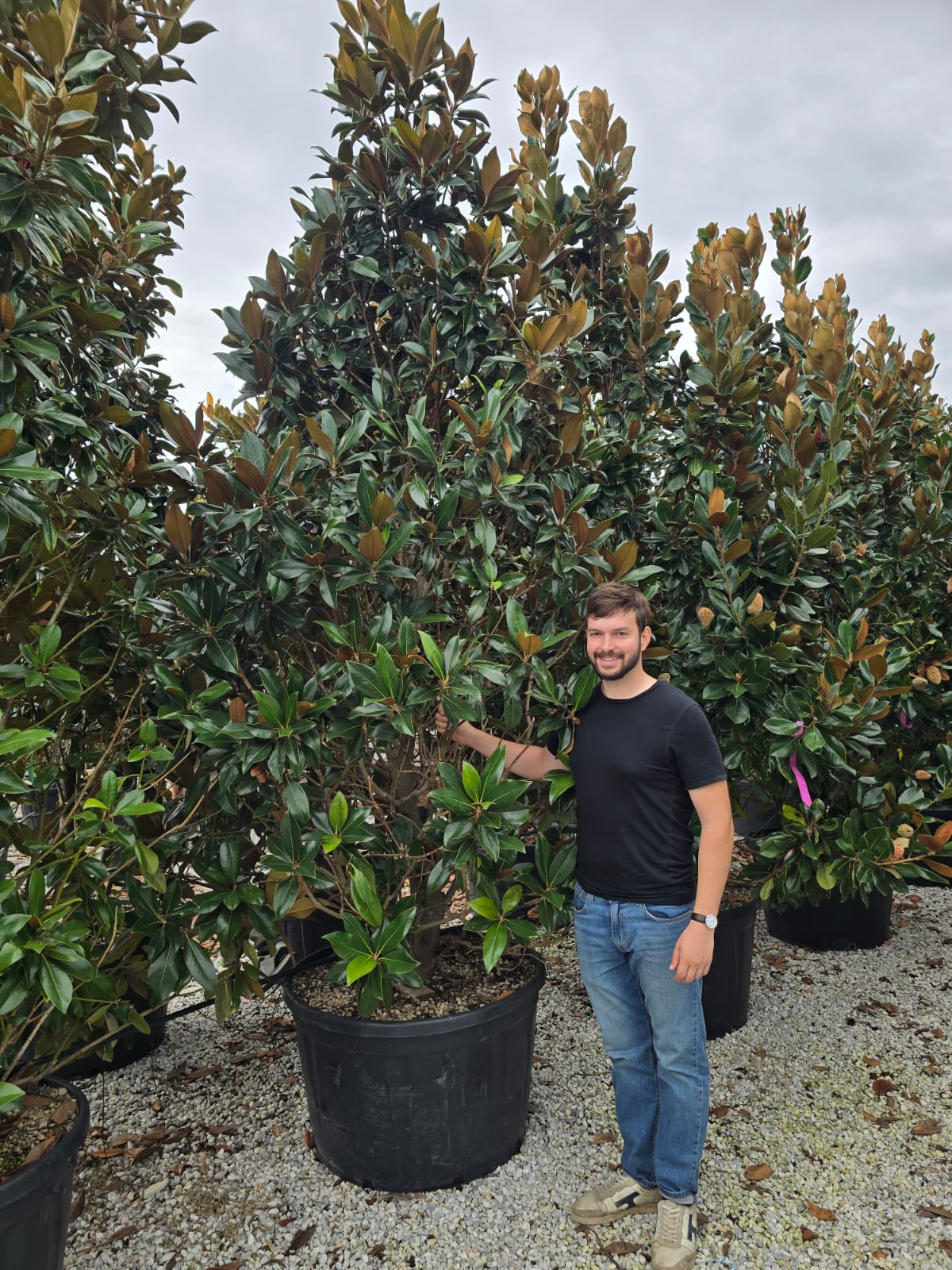 Magnolia Grandiflora en touffe - Image 14