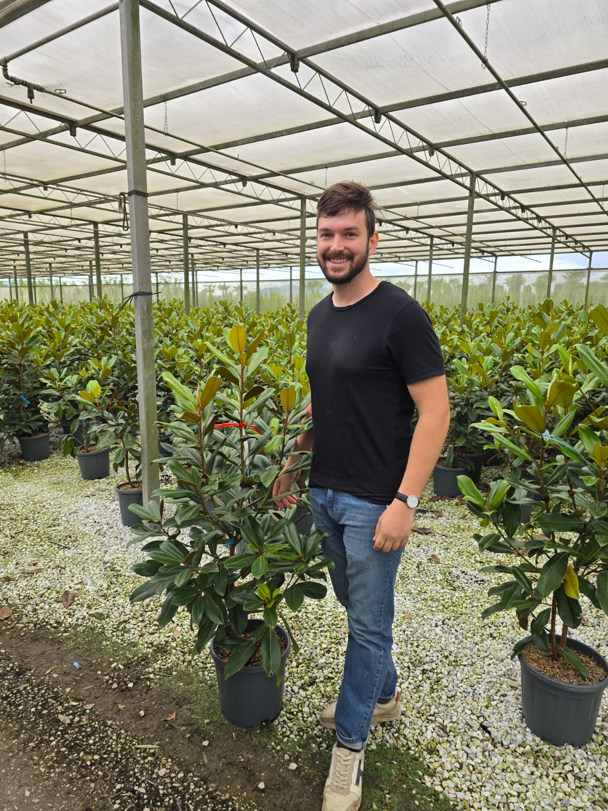 Magnolia Grandiflora en touffe - Image 15
