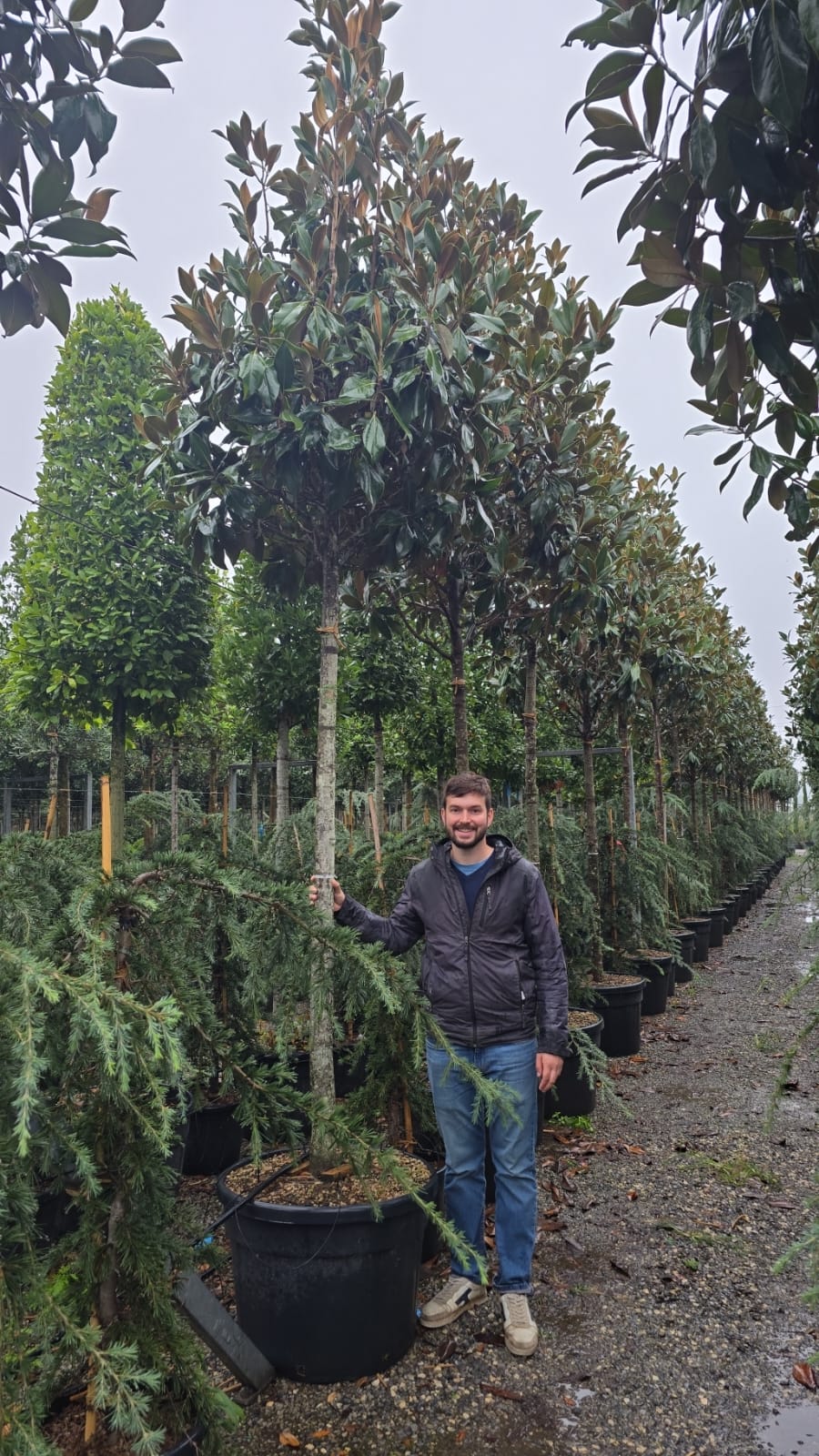 Magnolia Grandiflora en touffe - Image 16