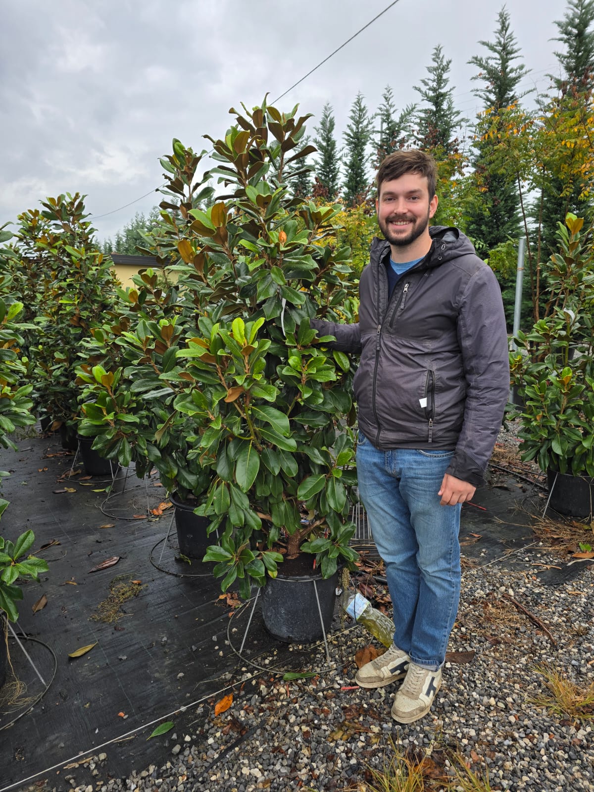 Magnolia Grandiflora en touffe - Image 17