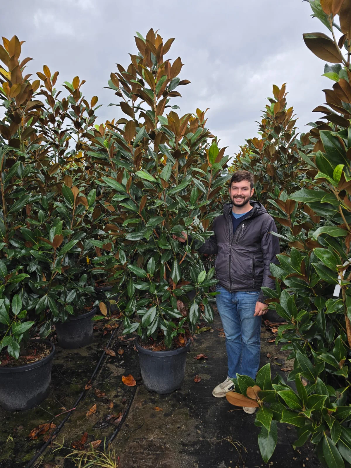 Magnolia Grandiflora en touffe - Image 18