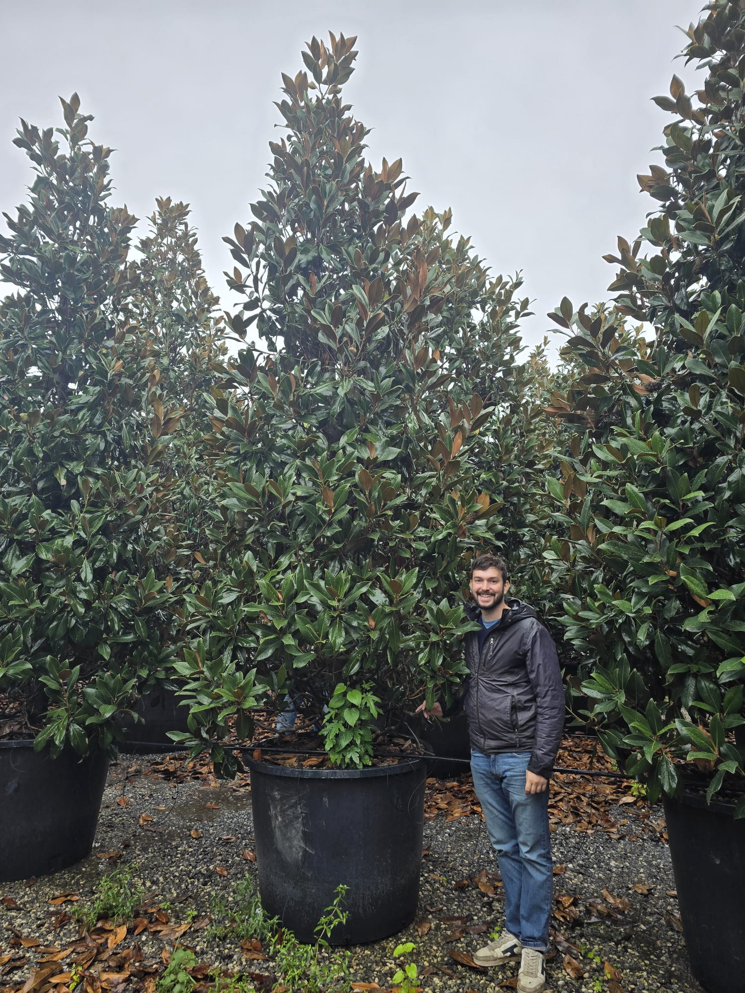 Magnolia Grandiflora en touffe - Image 19