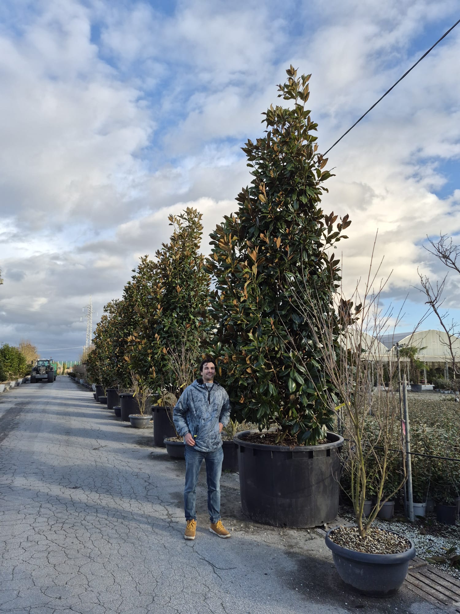 Magnolia Grandiflora en touffe - Image 20