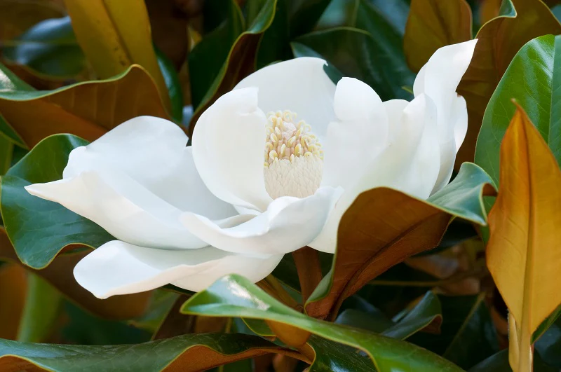 Magnolia Grandiflora en touffe - Image 3