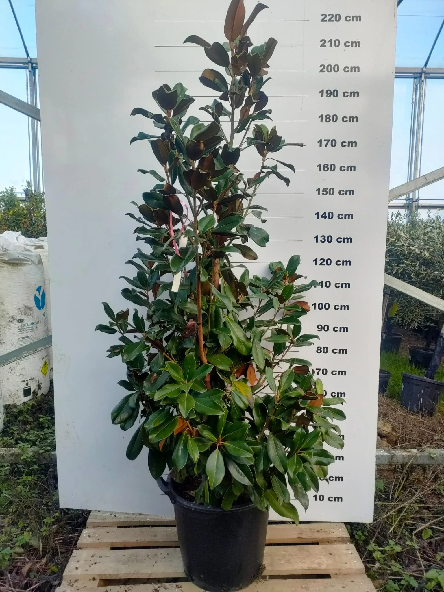 Magnolia Grandiflora en touffe - Image 4