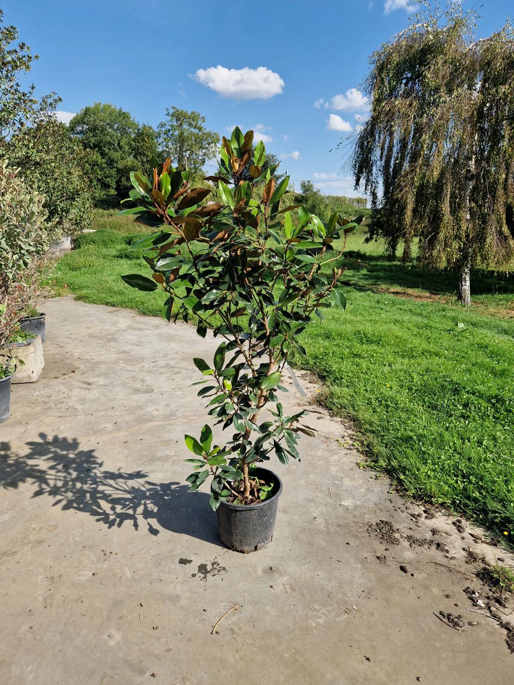 Magnolia Grandiflora en touffe - Image 5