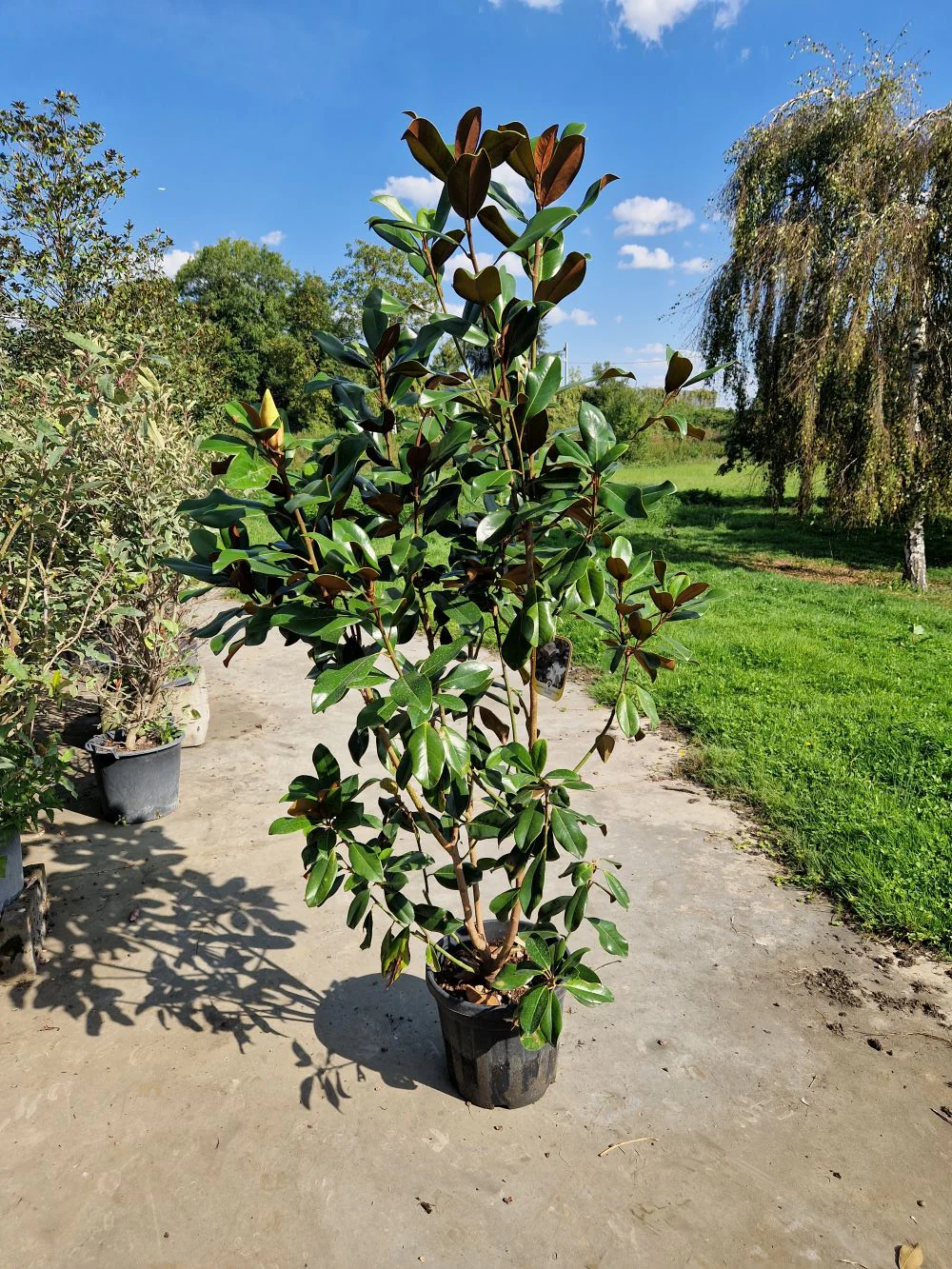 Magnolia Grandiflora en touffe - Image 6