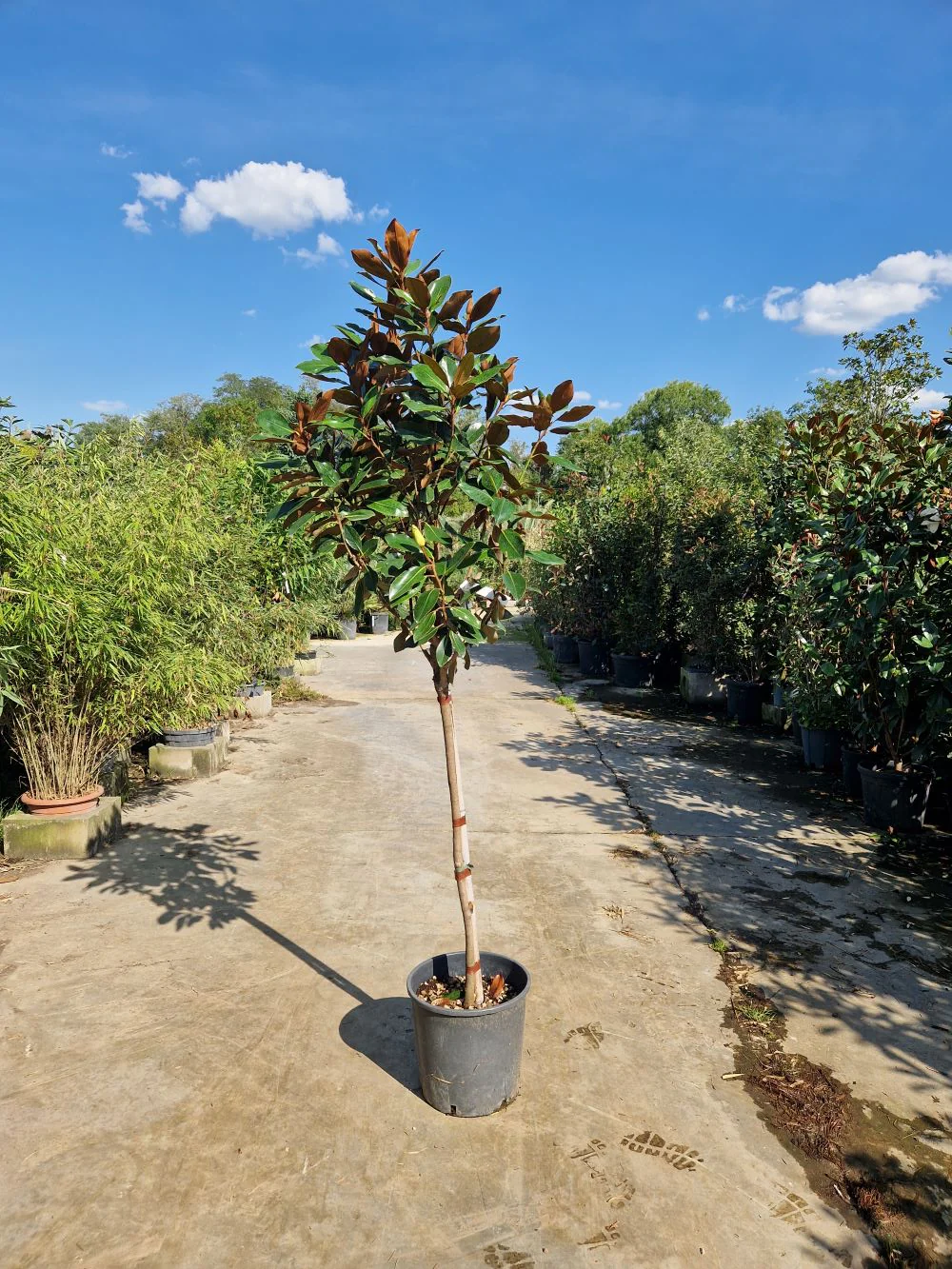 Magnolia Grandiflora en touffe - Image 7