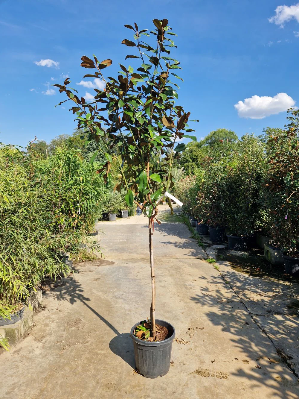 Magnolia Grandiflora en touffe - Image 8