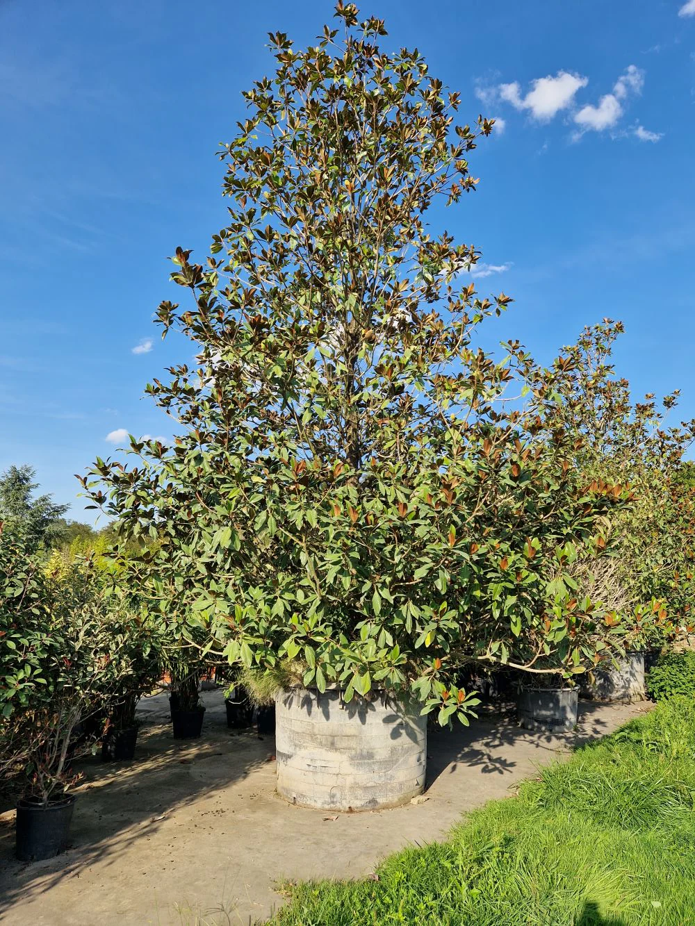 Magnolia Grandiflora en touffe - Image 9