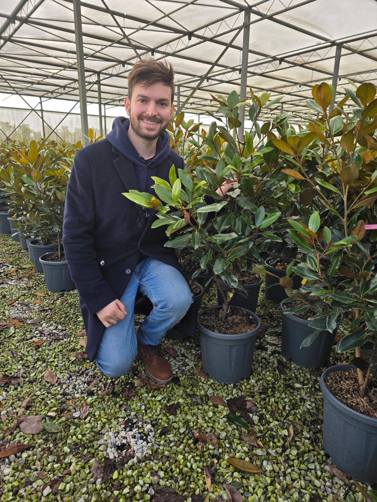 Magnolia Grandiflora Nain "Little Gem" - Image 3
