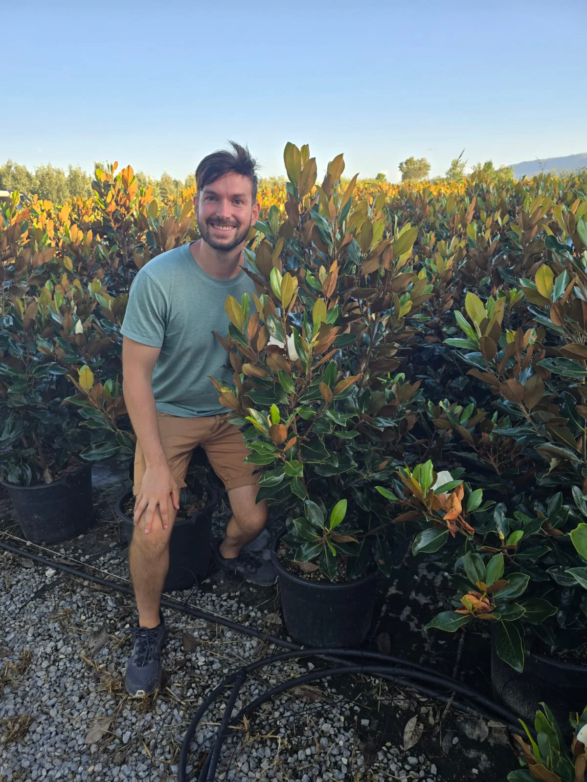 Magnolia Grandiflora Nain "Little Gem" - Image 4