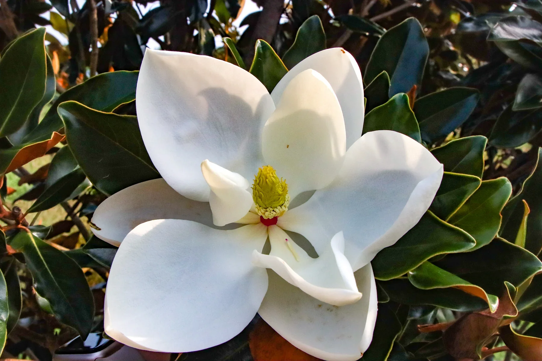 Magnolia Grandiflora Nain "Little Gem" - Image 5