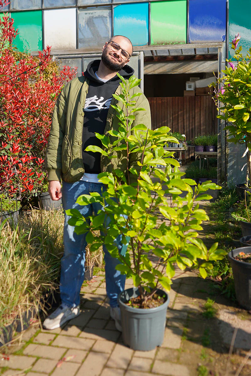 Magnolia de Soulange en Touffe (Magnolia Soulangeana) - Image 5