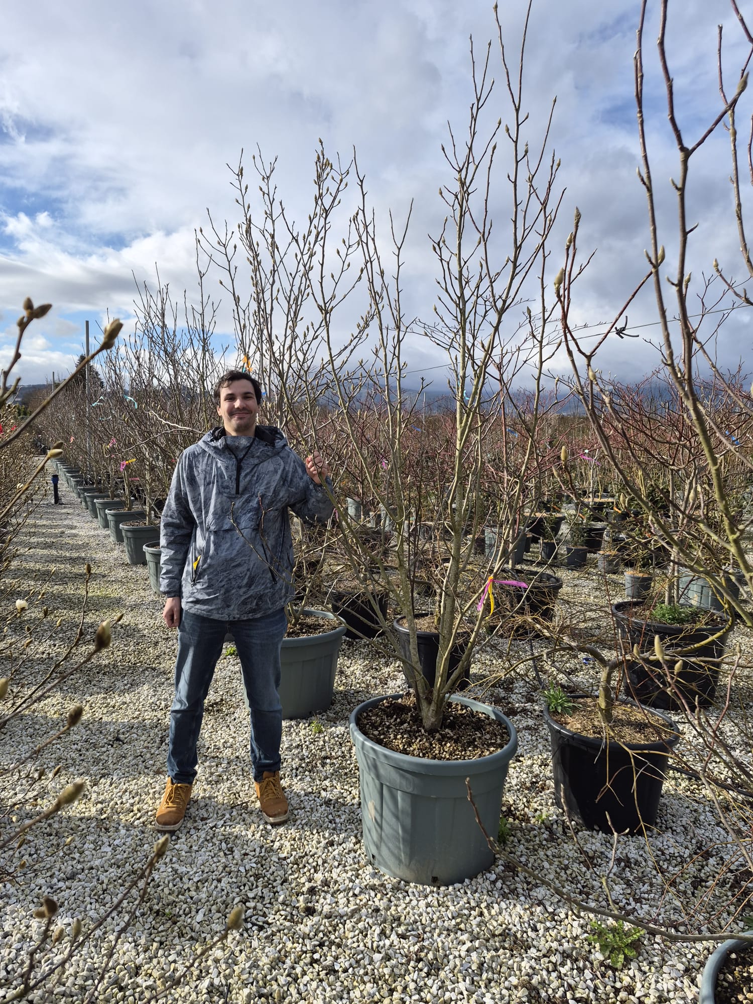 Magnolia de Soulange en Touffe (Magnolia Soulangeana) - Image 6