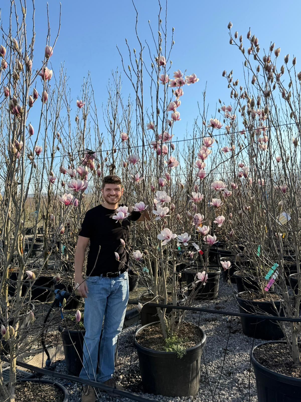 Magnolia de Soulange en Touffe (Magnolia Soulangeana) - Image 7