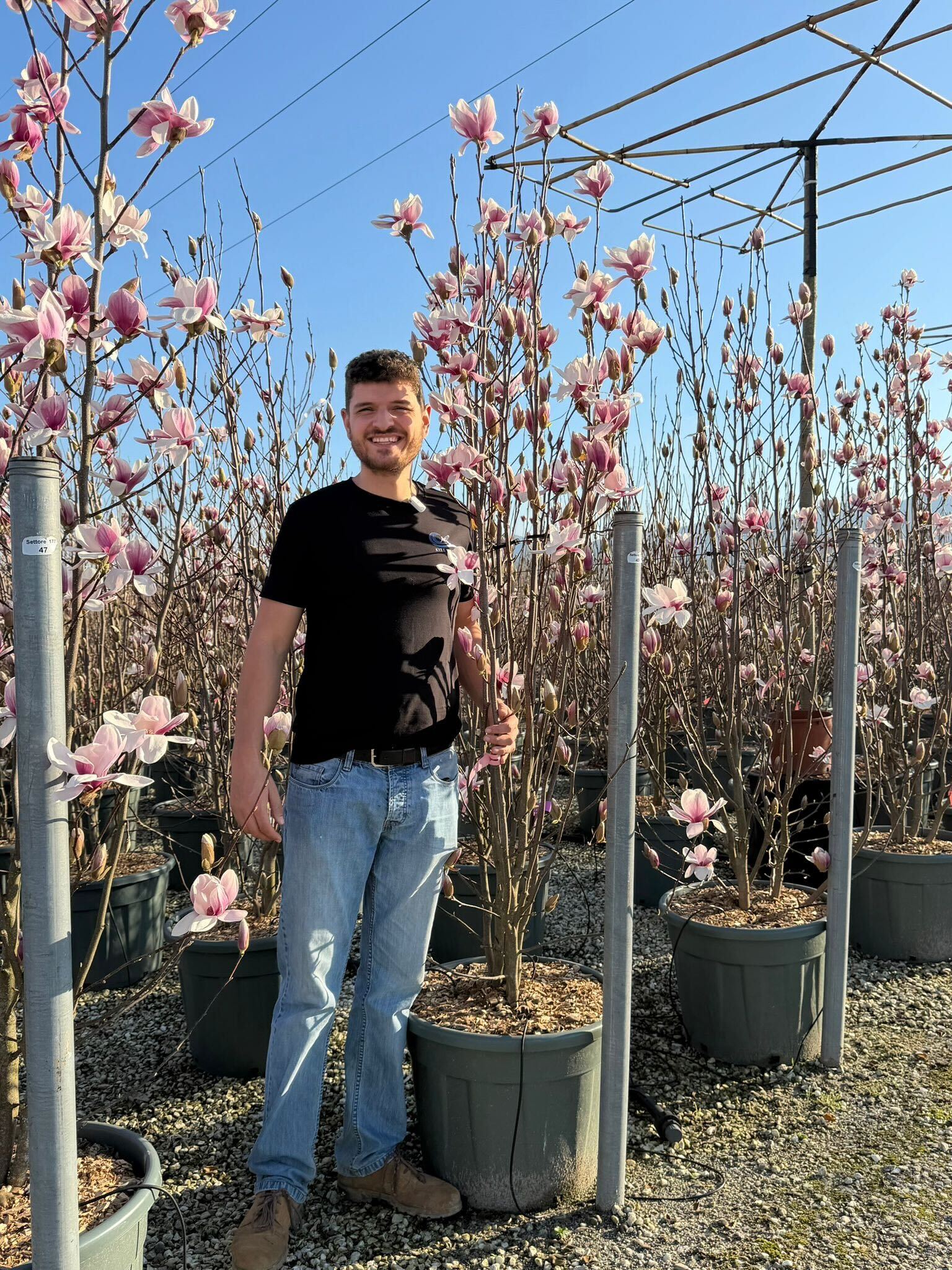 Magnolia de Soulange en Touffe (Magnolia Soulangeana) - Image 8