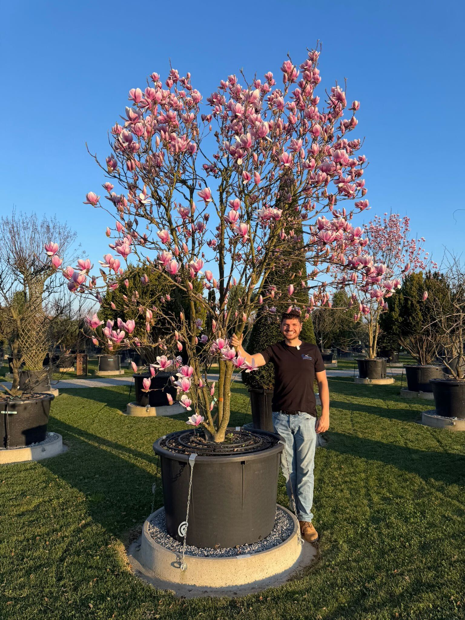Magnolia de Soulange en Touffe (Magnolia Soulangeana) - Image 9