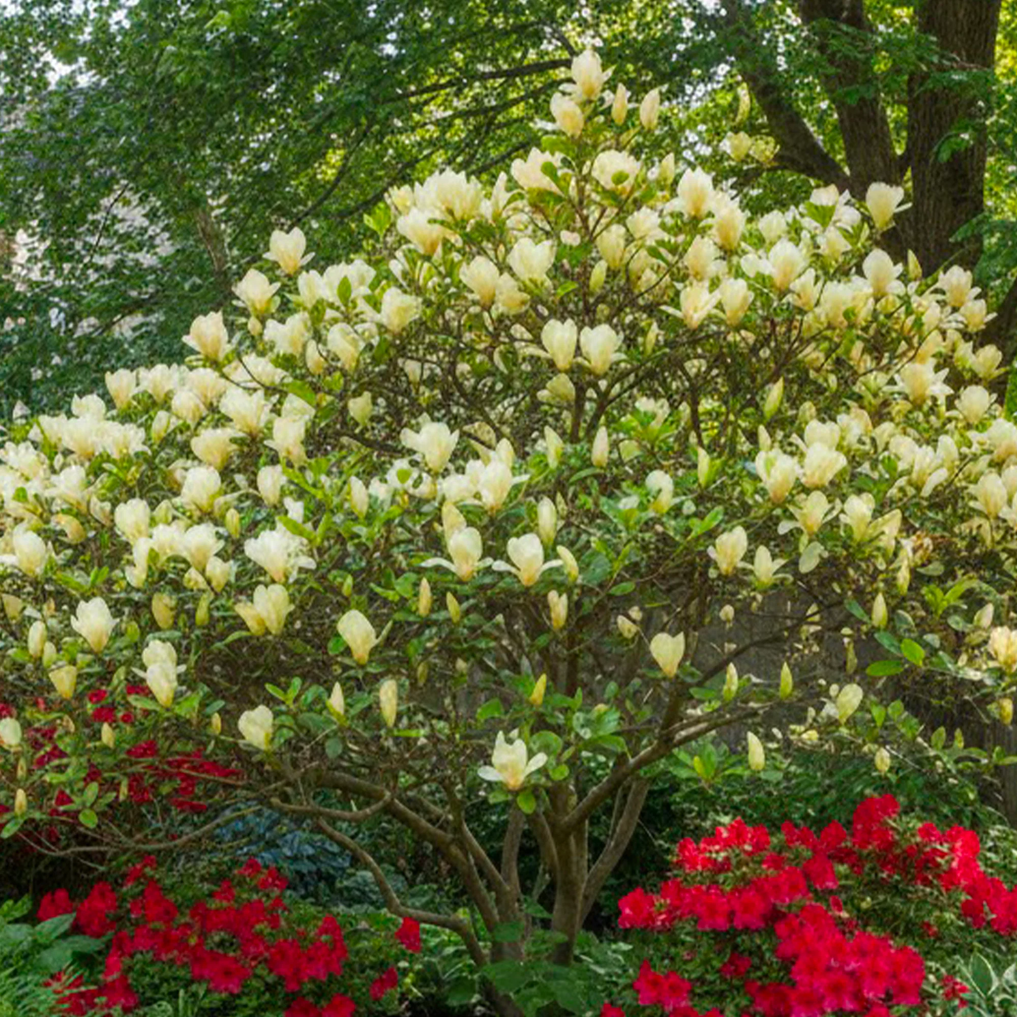 Magnolia Denudata Yellow River en tige - Image 3