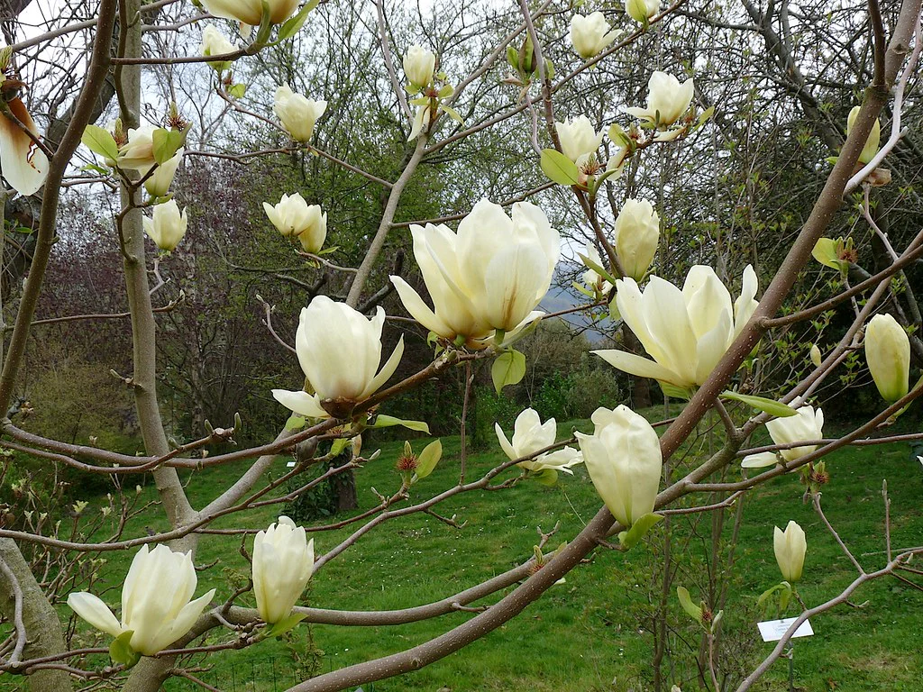 Magnolia Denudata Yellow River en tige - Image 4