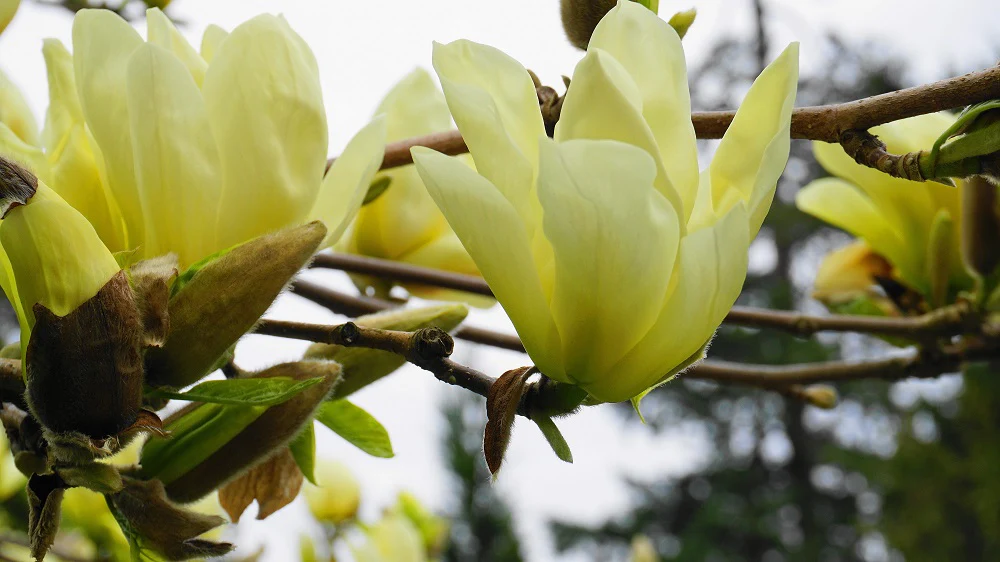 Magnolia Denudata Yellow River en tige - Image 5