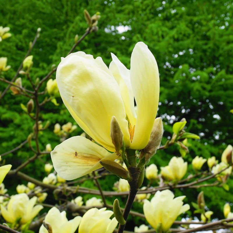 Magnolia Denudata Yellow River en tige - Image 6
