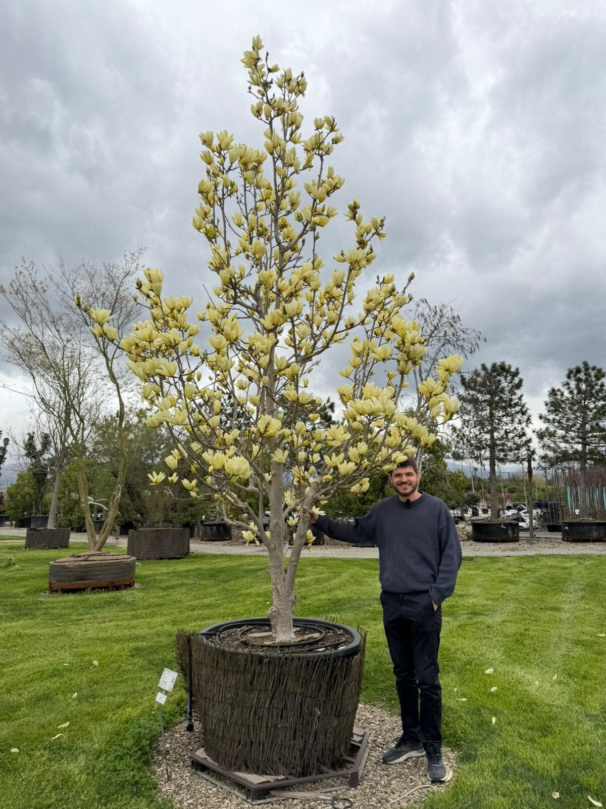 Magnolia Denudata Yellow River en tige - Image 8