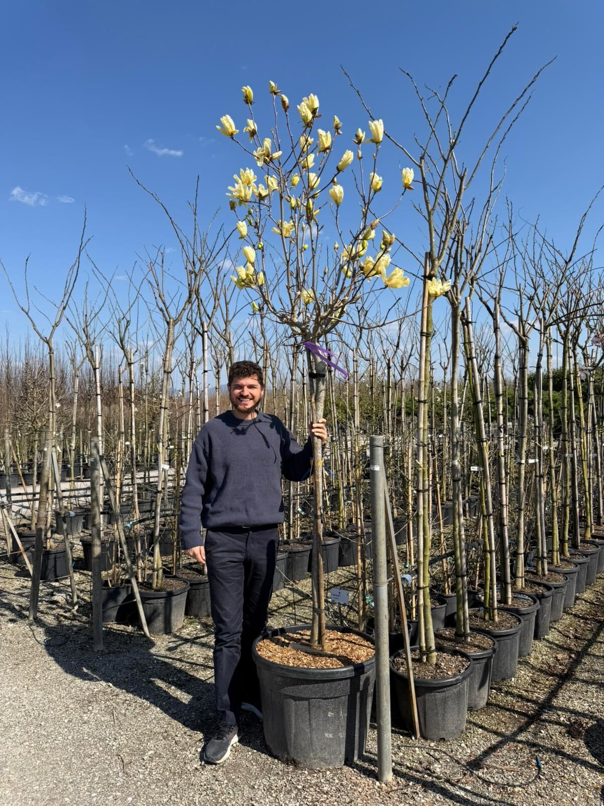 Magnolia Denudata Yellow River en tige - Image 9