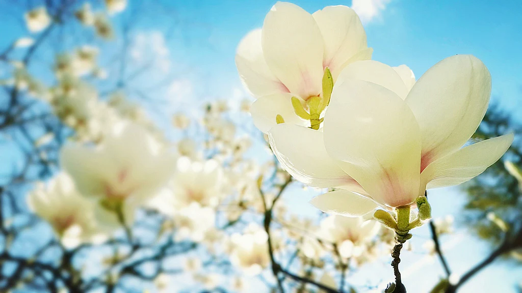 Magnolia Yulan en touffe (Denudata Double Diamond) - Image 4