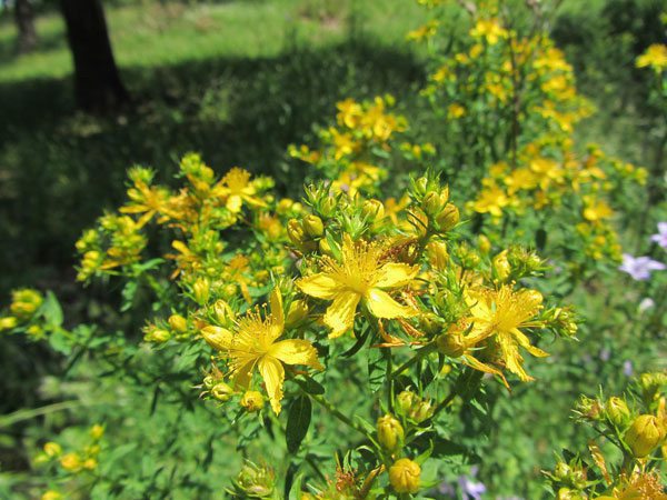 Millepertuis (Hypericum perforatum) - Image 3