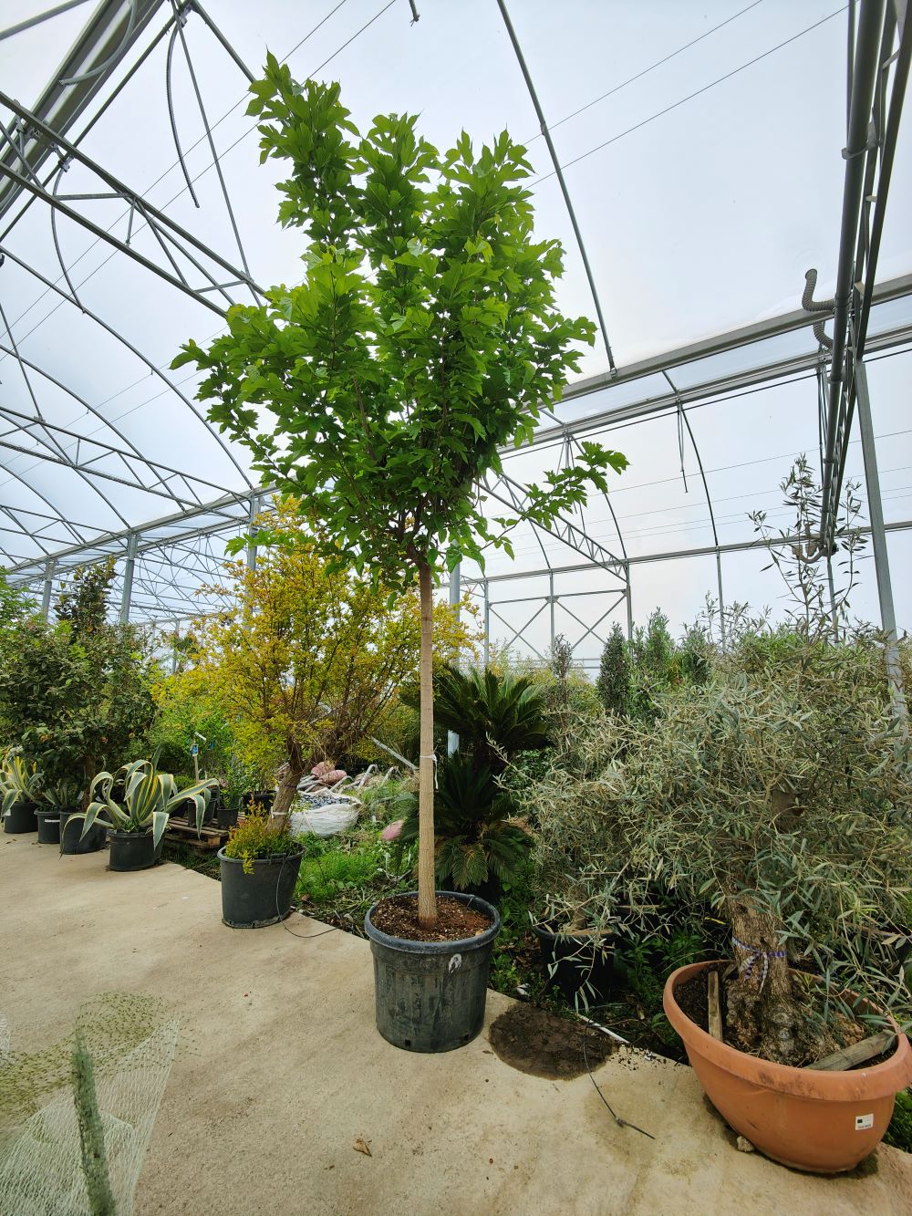 Mûrier Platane Stérile (Morus Platanifolia Fruitless) - Image 5