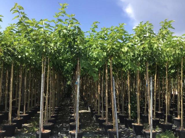 Mûrier Platane Stérile (Morus Platanifolia Fruitless) - Image 6