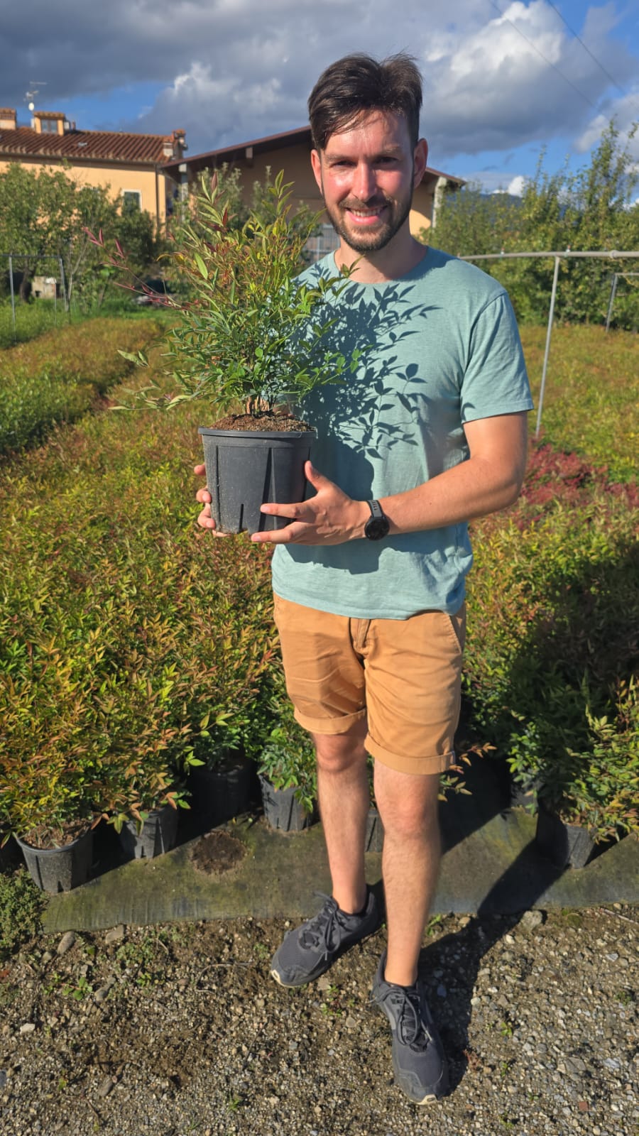 Bambou Sacré (Nandina Domestica) - Image 10