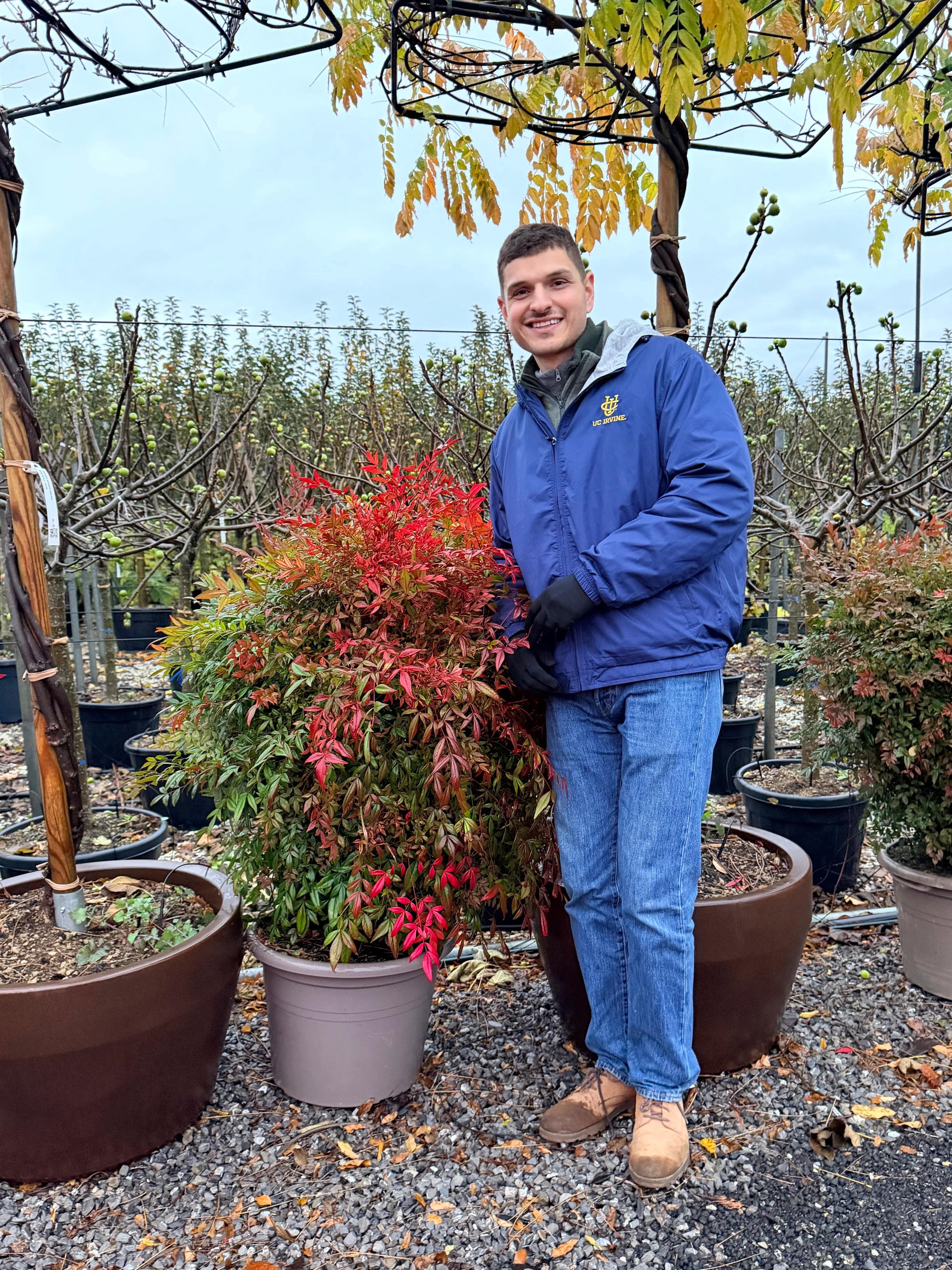 Bambou Sacré (Nandina Domestica) - Image 11