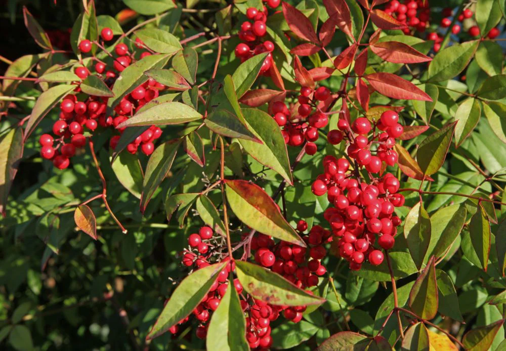Bambou Sacré (Nandina Domestica) - Image 4