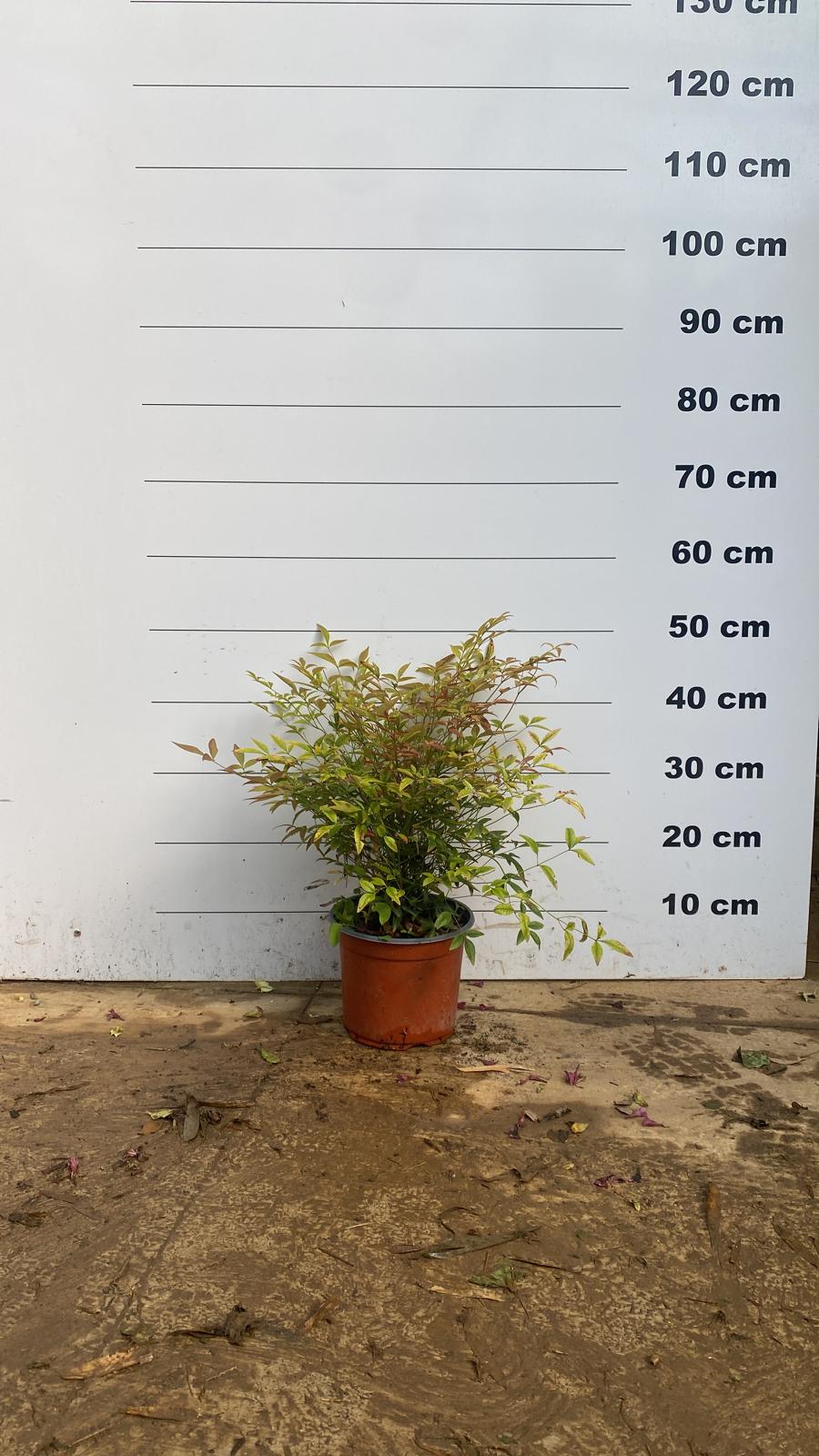 Bambou Sacré (Nandina Domestica) - Image 5