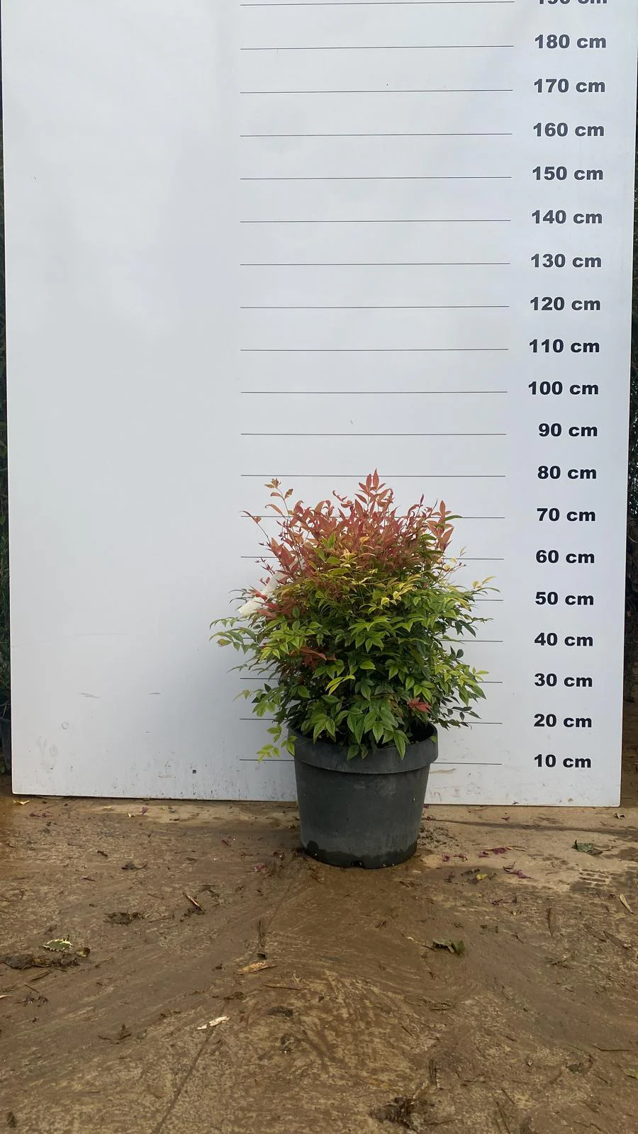 Bambou Sacré (Nandina Domestica) - Image 6