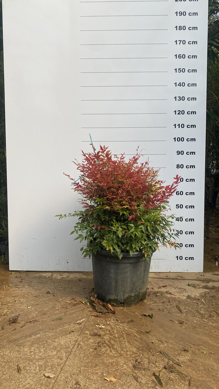 Bambou Sacré (Nandina Domestica) - Image 7